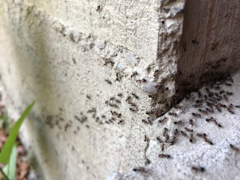 Une colonie de fourmis se d&eacute;place le long d&rsquo;un mur ext&eacute;rieur dans le canton du Valais, signalant une infestation n&eacute;cessitant l&rsquo;intervention d&rsquo;un sp&eacute;cialiste en d&eacute;sinsectisation.